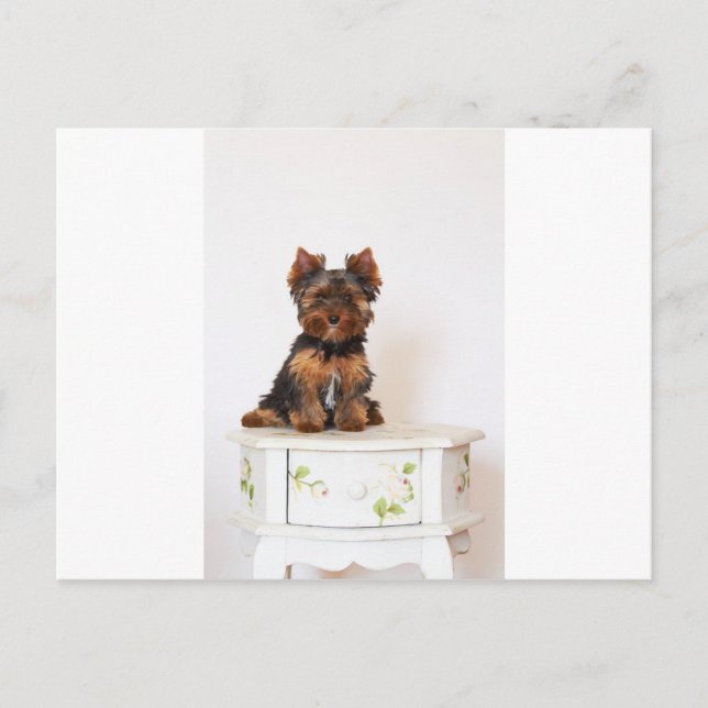 Carte Postale Yorkshire Terrier (Devant)