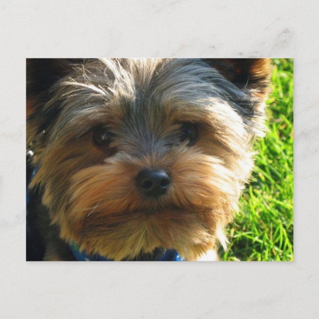 Carte postale Yorkshire Terrier (Devant)