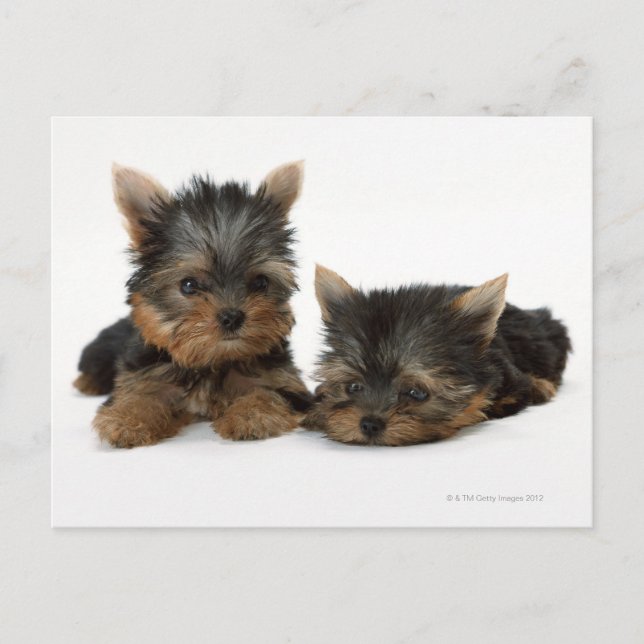 Carte Postale Yorkshire Terrier (Devant)