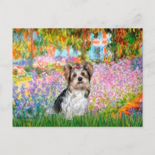 Carte Postale Yorkshire Terrier (Biewer)