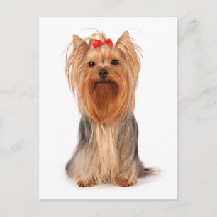 Carte Postale Yorkshire Terrier Chien Chien Chien Chien Blanc Ca