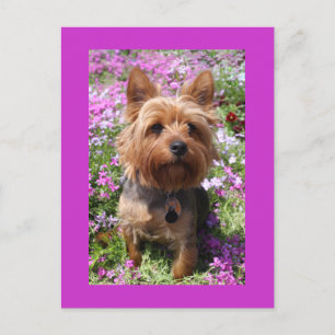 Carte Postale Yorkshire Terrier Chien Chien Chien Chien Blanc Vi