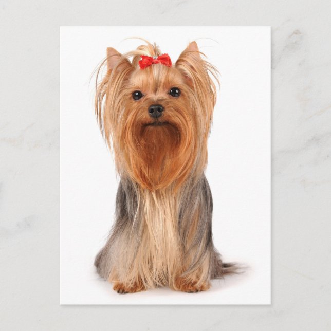 Carte Postale Yorkshire Terrier Chien Chien Puppy Blank Yorkie C (Devant)