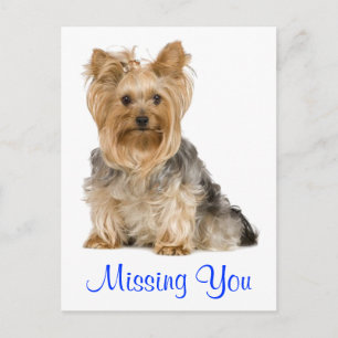 Carte postale Yorkshire Terrier Puppy Chien Manqua