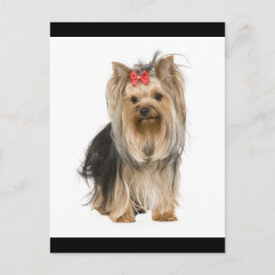 Carte Postale Yorkshire Terrier Puppy Dog Blank Postcard