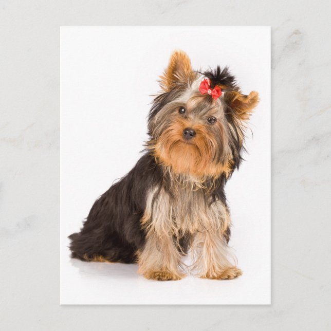 Carte Postale Yorkshire Terrier Puppy Dog Blank Postcard (Devant)