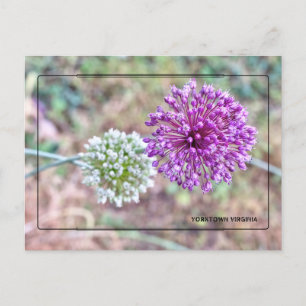 Carte postale Yorktown Onion - Virginie historique