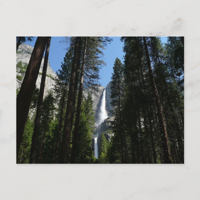 Carte Postale Yosemite Falls et Woods Paysage Photographie (Devant)