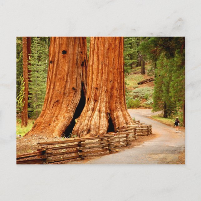 Carte Postale Yosemite sémitique (Devant)