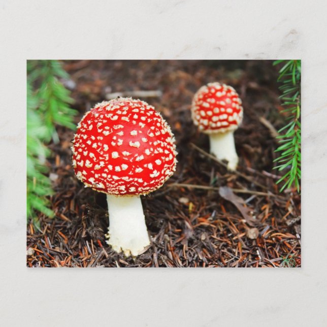 Carte Postale Young Amanita muscaria (Devant)