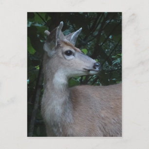 Carte Postale Young Black-Tailed Buck Postcard