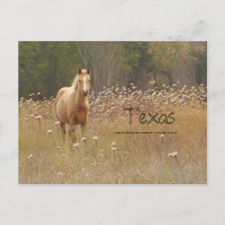Carte postale Young Country Horse Texas