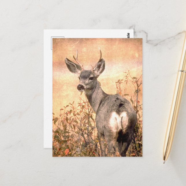 Carte Postale Young Deer en Fleur sauvage avec Grungy Texture Ar (Devant/Arrière en situation)