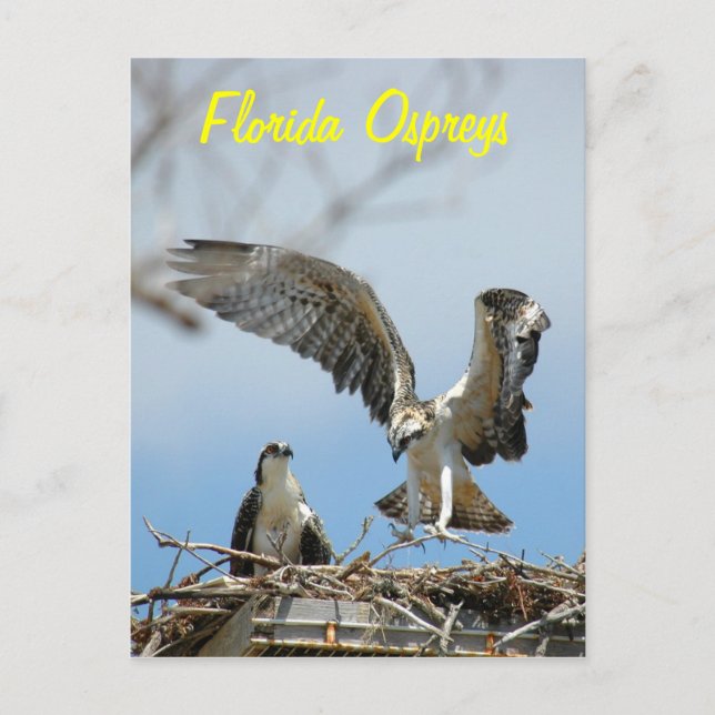 Carte postale Young Florida Ospreys (Devant)