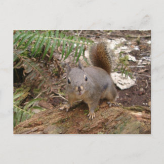 Carte postale Young Fuzzy on Log