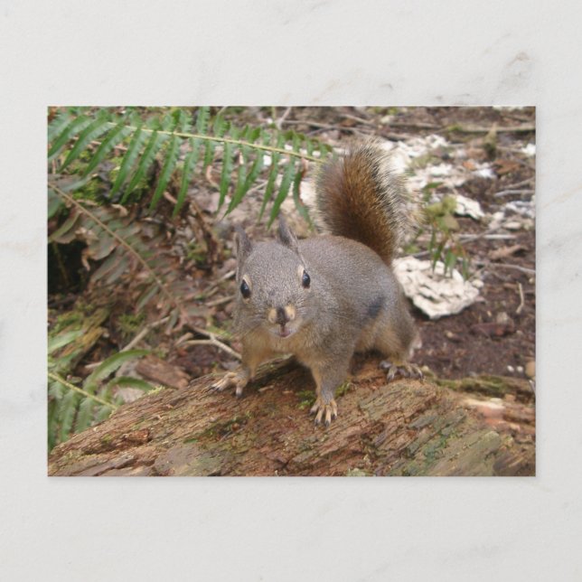 Carte postale Young Fuzzy on Log (Devant)