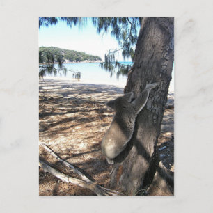 Carte Postale Young Koala, Geoffrey Bay, île magnétique