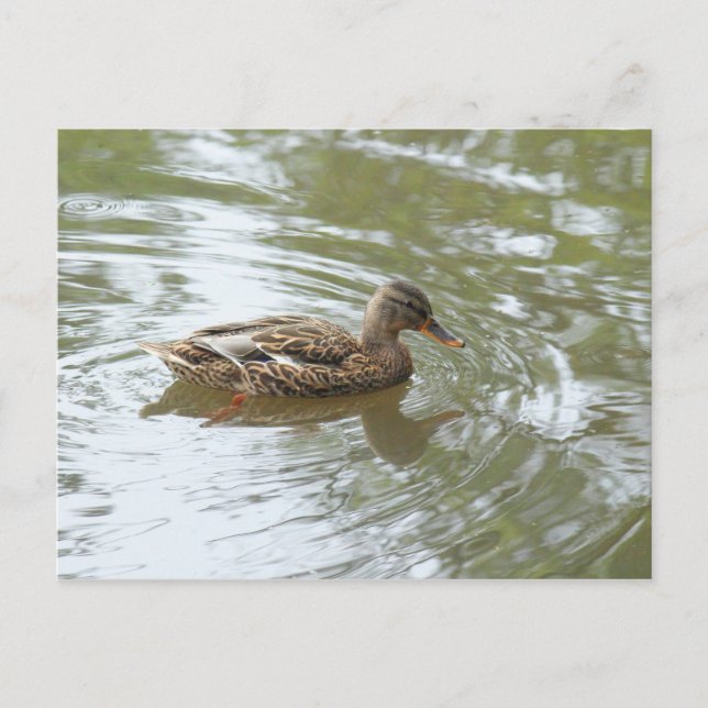 Carte Postale Young Mallard Duck - Roath Park Lake, Cardiff, UK (Devant)