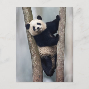 Carte Postale Young Panda climbing a tree, Chine