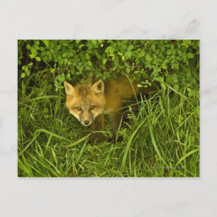 Carte Postale Young Red Fox coming out from hiding in bushes
