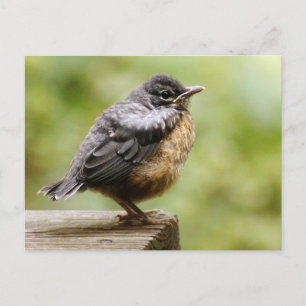 Carte Postale Young Robin