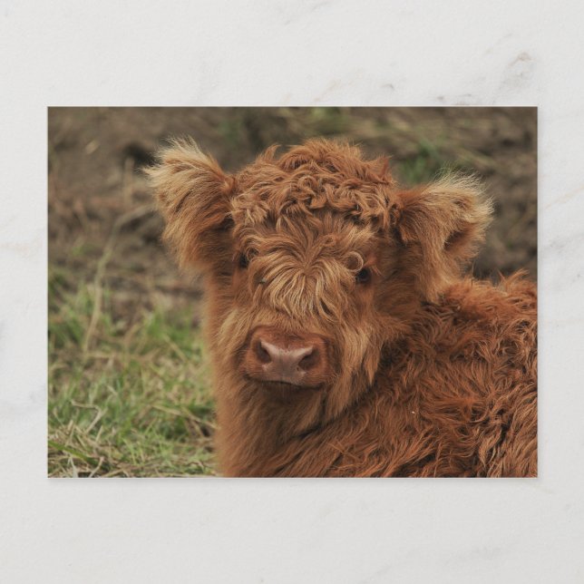Carte Postale Young Scottish Highlander (Devant)