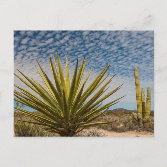 Carte Postale Yucca Dans Le Désert, Mexique (Devant)