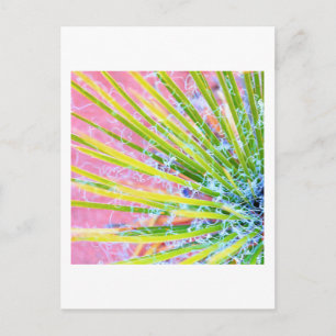 Carte Postale Yucca psychédélique