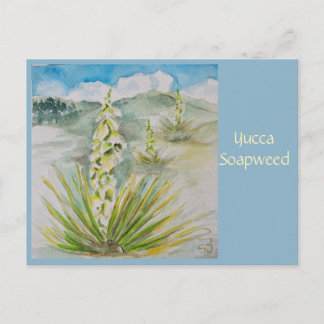 Carte postale Yucca Soapweed