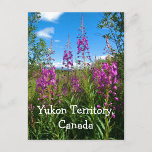 Carte Postale Yukon Fireweed
