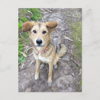 Carte Postale Yume - Female Dog - Akita & German Shepherd - PT