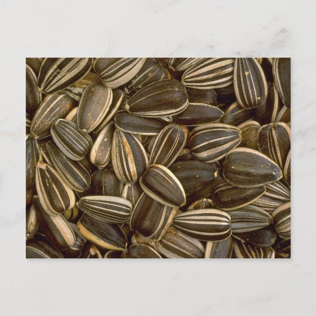 Carte Postale Yummy Graines de tournesol (Devant)
