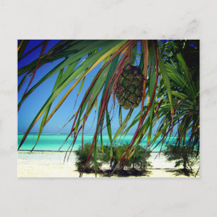 Carte Postale Zanzibar, Afrique