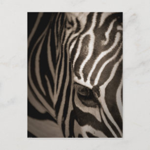 Carte Postale Zebra