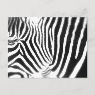 Carte postale Zebra