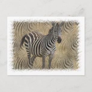 Carte postale Zebra
