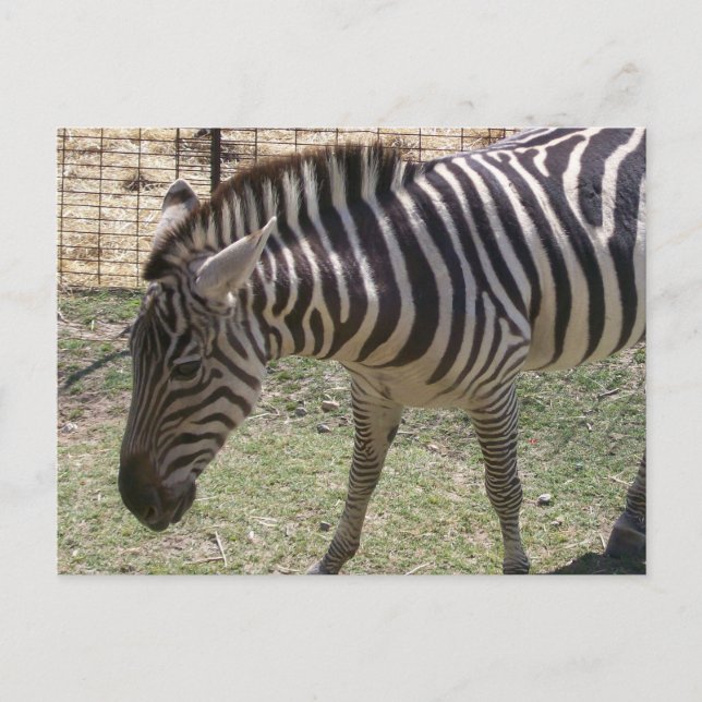 Carte postale Zebra (Devant)