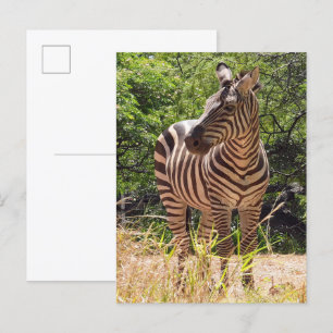 Carte postale Zebra