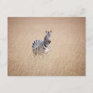 Carte Postale Zebra