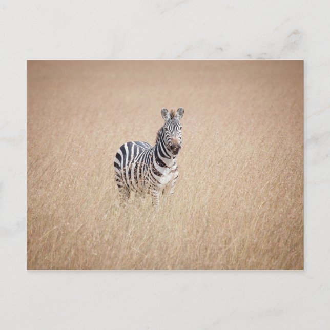 Carte Postale Zebra (Devant)