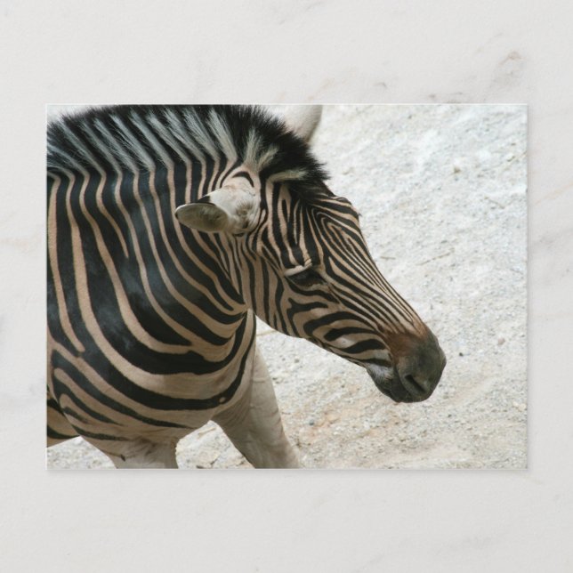 Carte postale Zebra (Devant)