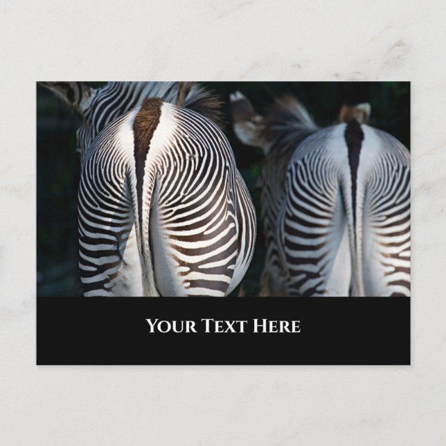 Carte Postale Zebra Butts Funny Wildlife (Devant)