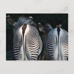 Carte Postale Zebra Butts Funny Wildlife