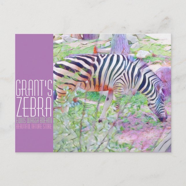 Carte Postale Zebra de Grant [Carte postale] (Devant)