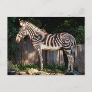 Carte postale Zebra de Grevy