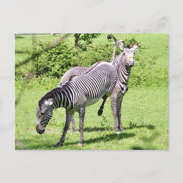 Carte Postale Zebra en colère (Devant)