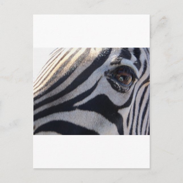 Carte Postale Zebra Eye (Devant)