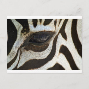 Carte Postale Zebra eye cute serene image