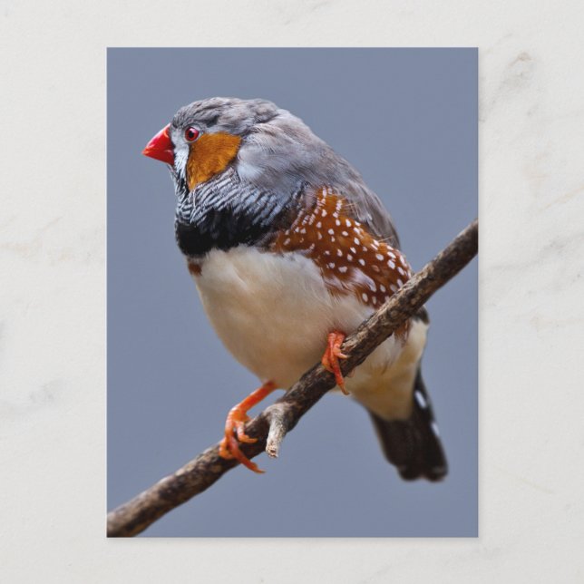 Carte postale Zebra Finch (Devant)