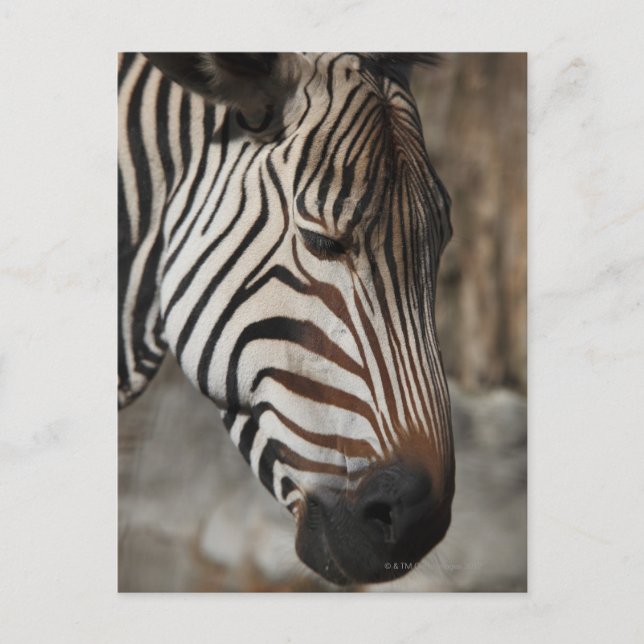 Carte Postale Zebra, gros plan (Devant)